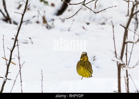 Emberiza Citrinella Yellowhammer mâle,, dans un paysage enneigé Banque D'Images