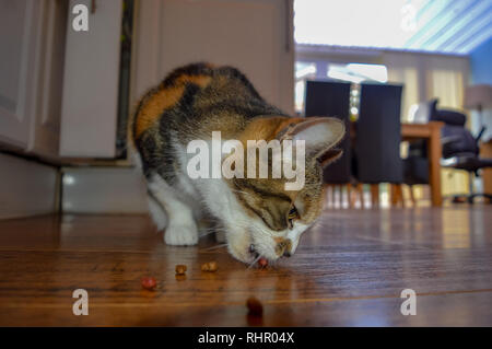 Un jeune chat mange des biscuits secs de la parole Banque D'Images