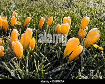 Crocus en gelées de printemps Banque D'Images