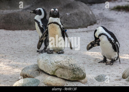 Les manchots de Humboldt (Spheniscus humboldti, famille : Alcédinidés), également connu sous le nom de Pingouin péruvien, ou patranca. Banque D'Images