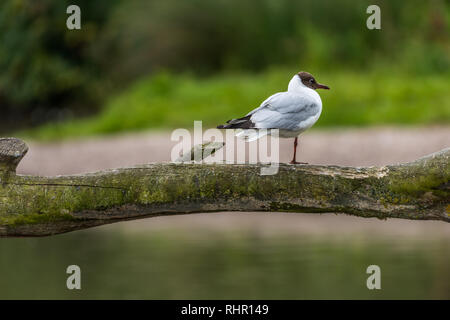 Mouette noir perché sur une jambe sur une branche d'arbre à la route. Banque D'Images