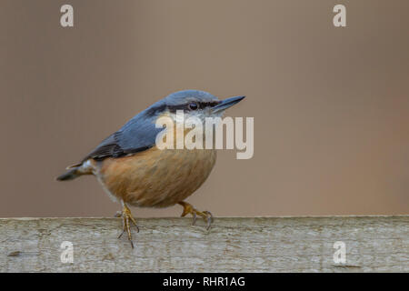 Blanche Sitta europaea (Sittidae). Banque D'Images