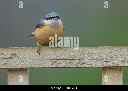 Blanche Sitta europaea (Sittidae). Banque D'Images