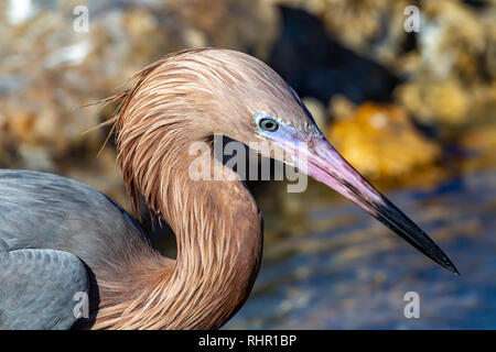 Aigrette garzette Egretta rufescens, rougeâtre. pélécaniformes (Ardeidae) Cockburn, Grand Turk, Turcs et Caaicos Îles. Banque D'Images