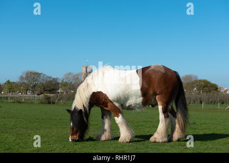 Le cheval ardennais grass meadow Banque D'Images