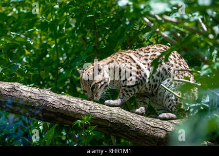 L'ocelot dans la jungle des branches d'arbre Banque D'Images