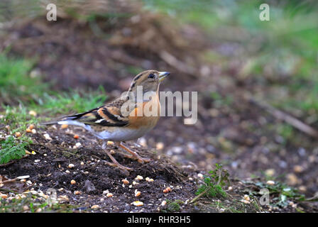 Femelle adulte Pinson, Fringilla montifringilla se nourrissant de graines dans un jardin, England, UK. Banque D'Images