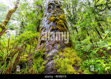 Kauri géant à l'arborescence jusqu'à l'auvent, Waiau Kauri Park. Péninsule de Coromandel, île du Nord en Nouvelle-Zélande. Banque D'Images