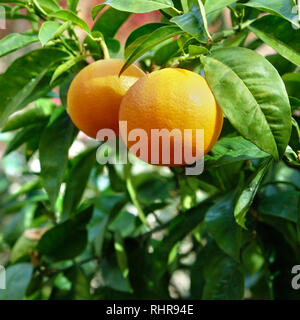 De plus en plus oranges mûres verger Banque D'Images