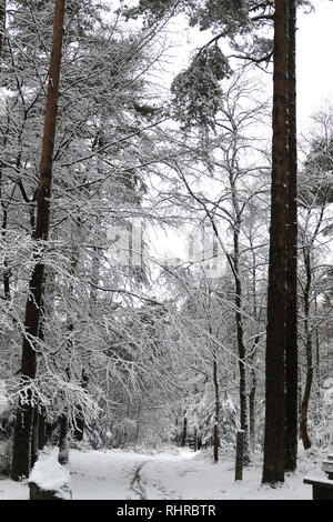 Chute de neige sur Haldon Forest Park, Exeter, Devon Banque D'Images