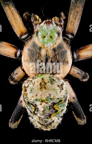 Macro extrême - Vue de dessus d'un orbweaver grossie 4 fois araignée Banque D'Images