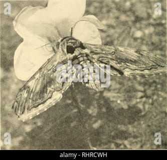 . Bio-écologie. L'écologie de la plante ; l'écologie animale ; botanique ; Écologie ; Zoologie. COACTIOX 142 : LES INTERRELATIONS DES ORGANISMES sage en les soumettant à la concurrence, et a été vu en floraison précoce. Les gains pour les pollinisateurs ont à faire entièrement à la question de l'approvisionnement alimentaire, en dehors de l'abri et protection dans le cas des pensionnaires. L'aliment peut être du nectar pour l'utilisation immédiate de l'adulte ou pour le stockage, ou le pollen d'abeille pour la production de pain pour nourrir les larves. Fig. 33.-la pollinisation par les insectes : Le Protojxircc quinquemaculatus sphinx moth (Haw.) visiter l'onagre. (Photo par Edith Clement Banque D'Images