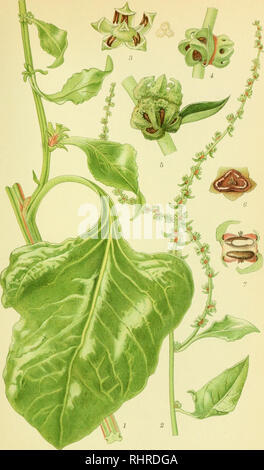 . Photo par nordens flora. Les plantes ; les plantes ; les plantes. 641 STRAND-BEDE, Beta vulgaris var perennis. Veuillez noter que ces images sont extraites de la page numérisée des images qui peuvent avoir été retouchées numériquement pour plus de lisibilité - coloration et l'aspect de ces illustrations ne peut pas parfaitement ressembler à l'œuvre originale.. Mentz, Août, 1867-1944 ; Ostenfeld, C. H. (Carl Hansen), 1873-1931. København, G. E. C. Gad's forlag Banque D'Images