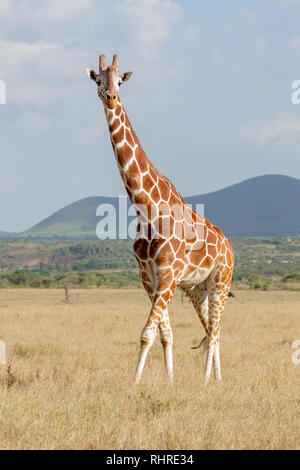 Un adulte seul giraffe réticulée dans les prairies ouvertes, face à face et les jambes croisées, format vertical, Lewa Wilderness, Lewa Conservancy, Kenya, Africa Banque D'Images