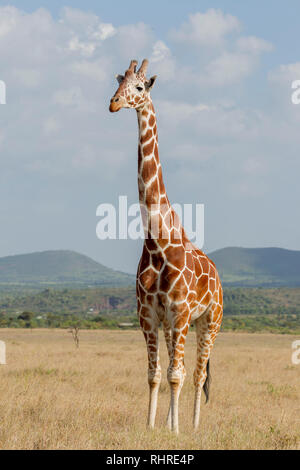 Un adulte seul giraffe réticulée dans les prairies ouvertes, en face et à la recherche, format vertical, Lewa Wilderness, Lewa Conservancy, Kenya, Africa Banque D'Images