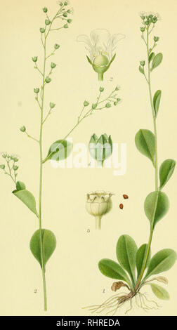 . Photo par nordens flora. Les plantes ; les plantes ; les plantes. 585. STRAND-SAMEL samolus valerandi,.. Veuillez noter que ces images sont extraites de la page numérisée des images qui peuvent avoir été retouchées numériquement pour plus de lisibilité - coloration et l'aspect de ces illustrations ne peut pas parfaitement ressembler à l'œuvre originale.. Mentz, Août, 1867-1944 ; Ostenfeld, C. H. (Carl Hansen), 1873-1931. København, G. E. C. Gad's forlag Banque D'Images