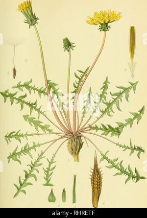 . Photo par nordens flora. Les plantes ; les plantes ; les plantes. 558. RØDFRUGTET MAELKEBØTTE, Taraxacum rubicundum.. Veuillez noter que ces images sont extraites de la page numérisée des images qui peuvent avoir été retouchées numériquement pour plus de lisibilité - coloration et l'aspect de ces illustrations ne peut pas parfaitement ressembler à l'œuvre originale.. Mentz, Août, 1867-1944 ; Ostenfeld, C. H. (Carl Hansen), 1873-1931. København, G. E. C. Gad's forlag Banque D'Images