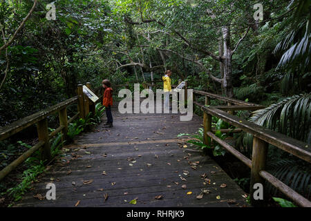 La mère et le fils marche sur le sentier en bois à travers la forêt tropicale dense, Ishigaki, Japon Banque D'Images