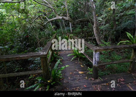 Sentier en bois à travers la forêt tropicale dense, Ishigaki, Japon Banque D'Images