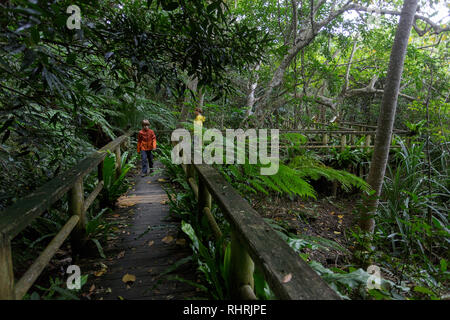 La mère et le fils marche sur le sentier en bois à travers la forêt tropicale dense, Ishigaki, Japon Banque D'Images