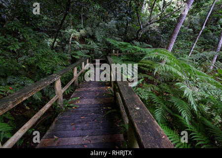 Sentier en bois à travers la forêt tropicale dense, Ishigaki, Japon Banque D'Images