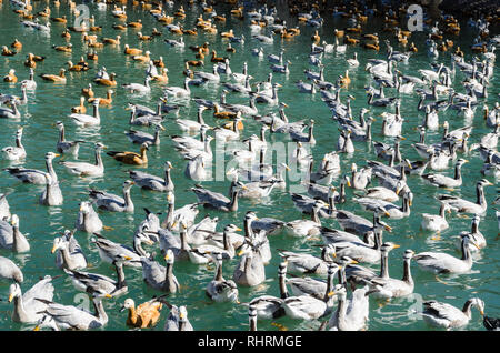 Grand ensemble d'oies à tête de bar et l'érismature rousse dans shelducks Zongjiao Lukang park, Lhassa, Tibet Banque D'Images