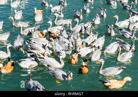 Série d'oies à tête de bar et l'érismature rousse dans shelducks Zongjiao Lukang park, Lhassa, Tibet Banque D'Images