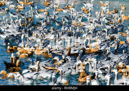 Grand ensemble d'oies à tête de bar et l'érismature rousse dans shelducks Zongjiao Lukang park, Lhassa, Tibet Banque D'Images