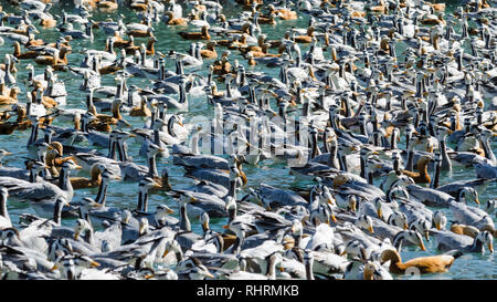 Grand ensemble d'oies à tête de bar et l'érismature rousse dans shelducks Zongjiao Lukang park, Lhassa, Tibet Banque D'Images