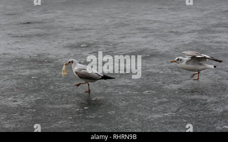 IOR park à Bucarest, Roumanie, après une mauvaise période de pluie verglaçante Banque D'Images