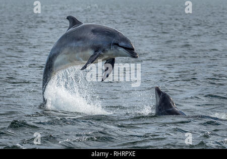 Grands dauphins sauvages sautant hors de l'eau à l'océan le Moray Firth près d'Inverness en Ecosse Banque D'Images