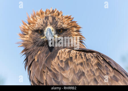 Portrait d'un aigle de Mongolie. Taiwan, la Mongolie. Banque D'Images