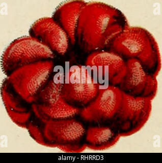 . Biggle berry livre ; petits fruits faits du bouton à la fort conservé dans une forme compréhensible. La culture de fruits. MILLER. Veuillez noter que ces images sont extraites de la page numérisée des images qui peuvent avoir été retouchées numériquement pour plus de lisibilité - coloration et l'aspect de ces illustrations ne peut pas parfaitement ressembler à l'œuvre originale.. Biggle, Jacob. Philadelphie, Wilmer Atkinson co. Banque D'Images