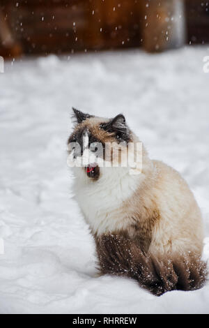 Fluffy cat avec une faible profondeur de champ Banque D'Images