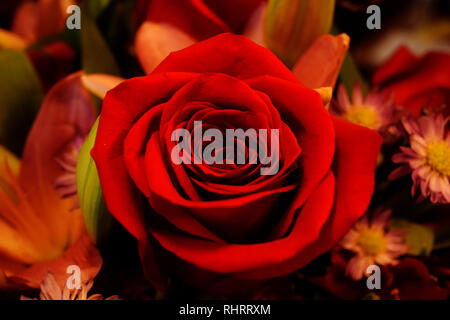 Rose rouge entouré par plusieurs autres fleurs dans un bouquet Banque D'Images