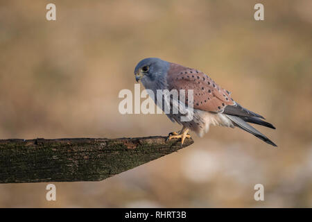 Kestrel Falco tinnunculus Banque D'Images