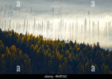 Mélèze de l'Ouest et forêt à feuilles persistantes à l'automne au lever du soleil pendant que le soleil brûle à travers le brouillard. Vallée de Yaak, Montana du Nord-Ouest. (Photo de Randy Beacham) Banque D'Images