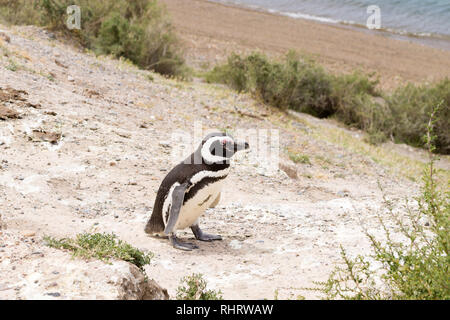 Serin cini de Caleta Valdes colonie de pingouins, Patagonie, Argentine. La faune de l'Argentine Banque D'Images