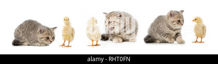 Collage de cat et de poulet isolated on white Banque D'Images