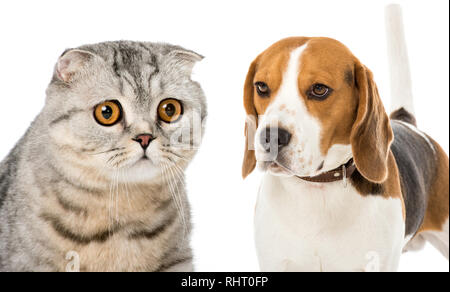 Collage de chat et chien isolated on white Banque D'Images