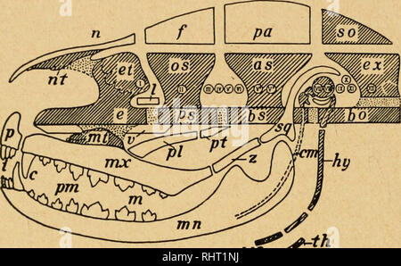 . Bensley l'anatomie de la pratique du lapin : un laboratoire primaire text-book dans l'anatomie des mammifères. Les Lapins -- Anatomie. 54 Anatomie de la cavité du nez du lapin ; et d'autres surfaces turbinal, comprenant le nasoturbinals maxilloturbinals sont jointes, et ensuite au nez et des os maxillaires, le maxilloturbinals occupent que l'appareil respiratoire ou non partie de l'empreinte olfactive. À cette fondation d'os cartilage il y a ajouté une série de membrane entourant les os, pour la plupart fines et superficielles, mais néanmoins qui composent la plus grande partie de la partie faciale Banque D'Images