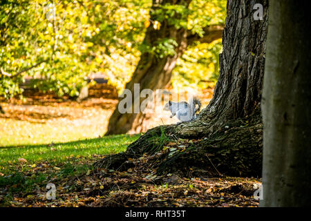 Écureuil dans un parc Banque D'Images