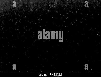 . Biggle horse livre. Les chevaux. 120 INDEX. • INDEX. 121 la morve, 63. Des chevaux, Illiis,, 55. Mal aux épaules, 61, muguet, 94. De bons livres pour cavaliers, I.ice, 65 ans. Les coliques spasmodiques, 60. L'équipe de Tim, Illiis.^ 26. 116. Trismus^, 64. Spavin, 66. ^ Traitement des poulains, 72. Colleté de l'estomac, 63. Brouette de fumier, d'une attelle, 66, 1, les roughs Illus.^ 37. Le toilettage, 42. Je liis/,y 42. Entorse du boulet, 66. 'I'ucker, John, 13, 74, 89, 96. Le Hackney,, Illns,^ 22. Mare et Colt, 75. D'étages, 40. Le liage, Colt 85. Le Hackney Horse,, 21. Mare maximes, 74. Halter stables, ill.^ 54. Malheureux Cheval, abris, 10. Banque D'Images