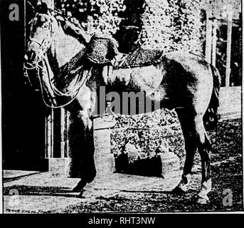 . Biggle horse livre. Les chevaux. mwwFW^^'. ^.Â ^.^^."^^^j.^^^". Prêt pour un tour. Accusé de réception, 6. Dans le verset, l'âge, 115. L'âge d'un cheval, comment dire, ///sa,, III. Maux et remèdes, 58. L'étudient, L, 50. Réservoir, La Grange, 36, lot de Strong extracteurs, A, je lilts. ^ 7. Race belge, 22. ^^^B gg j Harriet, 14, 57, no. Bouclier couverture Illns,,, 52. Livres pour cavaliers, 116. Elevage de chevaux, 76. Jarrets plafonné, 67. L'étouffement, 64. L'étouffement de carré, 61. Cleveland Bay, l, 15. Cleveland Bay pouliche, illus.^ 16. Â" Clydesdale, Lis.^ 24. Les coliques, 60. Poulain, 75, 79. L'éducation, le Colt, 83. Colt Banque D'Images