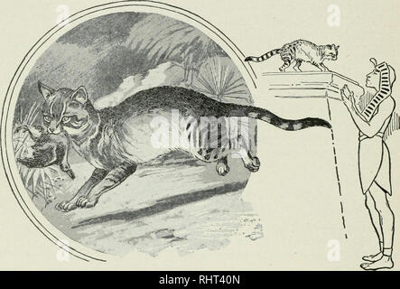 . La chasse au gros gibier en Afrique et dans d'autres terres ; l'apparence, habitudes, traits de caractère et chaque détail de la vie des animaux sauvages ... La chasse -- l'Afrique ; le comportement animal. 400 L'HISTOIRE DE LA CAFF RE CAT. Que les anciens Égyptiens avaient réussi à maîtriser à fond les chats dont les corps momifiés sont trouvés en grand nombre est parfaitement bien établi. C'est en effet montré par une peinture au British Museum, représentant une scène de fusils. Il semble'' ont été la coutume pour l'oiseleur pour entrer sur de telles expéditions accompagné de certaines des femmes h.membres de sa famille. Embar Banque D'Images