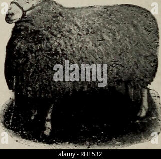 . Biggle livre moutons. Les moutons. Aucun MOUTON BIGGLE •OK, haut en se tenant en décrochage étroit pris pour l'application, avec sol en haut derrière. Goitre : boules dans la gorge. Communes aux agneaux à la naissance ; également chez les jeunes moutons durant le premier hiver. Certains pensent que ce dernier est causé par une alimentation. Appliquer la teinture d'iode avec un écouvillon, frottez- bing sur assez colorer et la partie affectée. Deux ou trois demandes, deux à quatre jours d'intervalle, doit déposer les pires cas de goitre. La castration : Tenir comme pour l'amarrage. Couper une bonne portion moyenne de la fin de la sac avec un couteau pointu, repousser le sac de t Banque D'Images