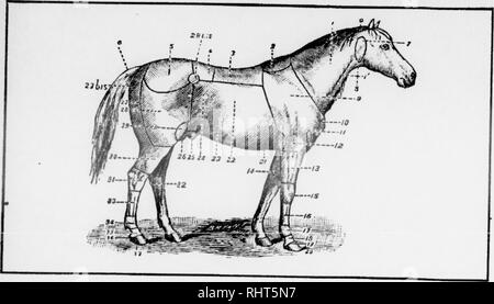 . Biggle horse livre. Les chevaux. Tableau de référence. 0. Un sondage ou de nuque. 20. Pied. 1. Le cou. ^^' gouttière jugulaire. 2. Garrot. 3. L'arrière. 4. Longes. 5. La croupe. 6. La queue. 7. Région parotidienne. 8. La gorge. 9. L'épaule. 10. Pointe de l'épaule. 11. Bras. 12. Coude. 13. L'avant-bras. 14. Chestnut. 15. Genou. 16. Canon. 17. Boulet. 18. Paturon. 19. Coronet. 21. Région de l'appendice xiphoïde. 22. Côtes levées. 2^. L'abdomen. 24. Flanc. 25. Gaine. 26. Les testicules. 2'j. Fesse. 27 Ajustements. Angle de fesse. 28. La cuisse. 28 Ajustements. Haunch. 29. Étouffer. 30. Feg. 31. Jarret. 32. Chestnut. S3. Canon. 34. Boulet. 35. Paturon. 36. Coronet. 37^ pied. HORS Banque D'Images