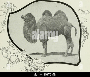 . La chasse au gros gibier en Afrique et dans d'autres terres ; l'apparence, habitudes, traits de caractère et chaque détail de la vie des animaux sauvages ... La chasse -- l'Afrique ; le comportement animal. L'histoire du chameau. 169, les paupières épaisses sont à moitié fermée pour éviter l'éblouissement du soleil ; ses pieds charnus sont remarquablement large, afin qu'ils produisent seulement une légère impression sur le rendement de la surface du désert, sur laquelle d'autres animaux trouvent beaucoup de difficultés à marcher. Son rythme, adaptée à celle de l'homme, rend admirablement adaptée à la circulation des caravanes, dans lequel il y a toujours une foule de personnes à pied. Considéré comme un Banque D'Images