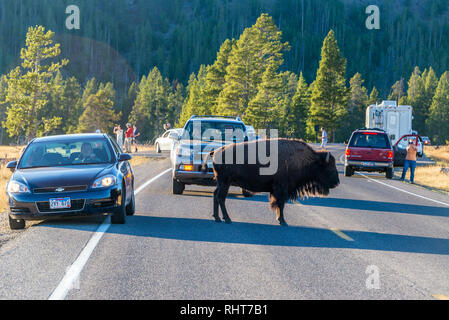 Le parc national de Yellowstone, WY - 10 SEPTEMBRE : les touristes s'arrêtent sur route dans le Parc National de Yellowstone à regarder un bison le 10 septembre 2015 Banque D'Images