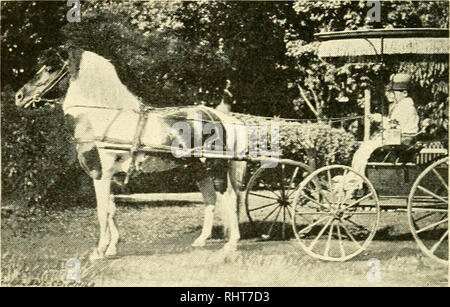 . Biggle livre cheval : a concise et pratique traité sur le cheval : adopté aux besoins des agriculteurs et d'autres qui ont un respect pour ce noble serviteur de l'homme. Les chevaux. 28 LES DIFFÉRENTES RACES. Ils portent un homme adulte, mais la difficulté est de trouver un bon endroit pour les pieds du conducteur. Mais ils sont juste adapté au garçon et fille. Un enfant aura plus de plaisir, le développement physique, la santé et l'érismature rousse au pouce carré avec un poney, que de toute autre manière. L'enfant qui a un poney devrait être enseigné aux soins pour elle. De cette façon, le petit garçon ou fille peut prendre au bon sens, et cette knowle Banque D'Images